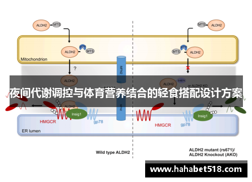 夜间代谢调控与体育营养结合的轻食搭配设计方案